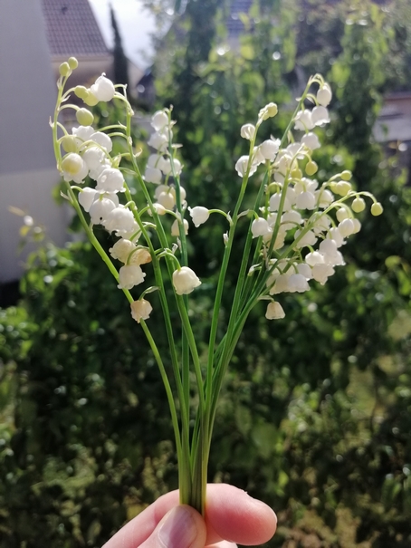 muguet 2020-29